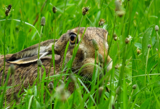 Hase