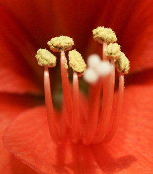 Amaryllis