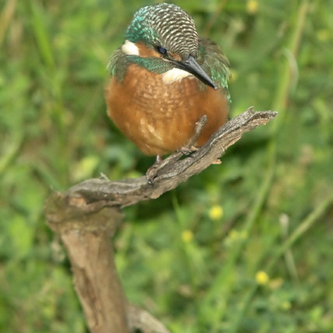 eisvogel