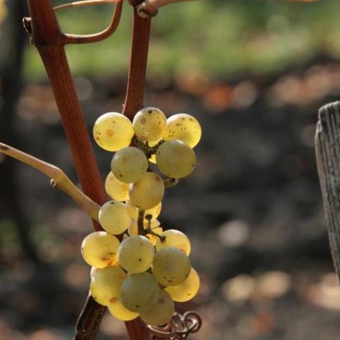 Sorte Müller Thurgau