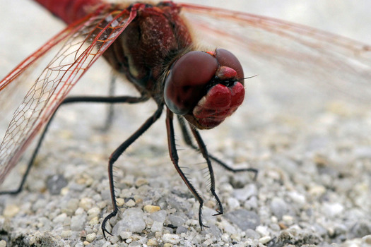 Dragonfly