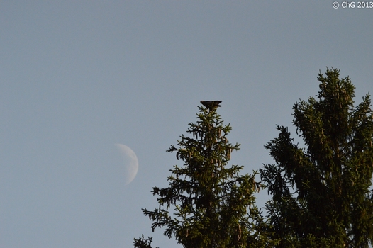 Habicht mit Mond