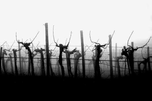 Weingarten im Nebel