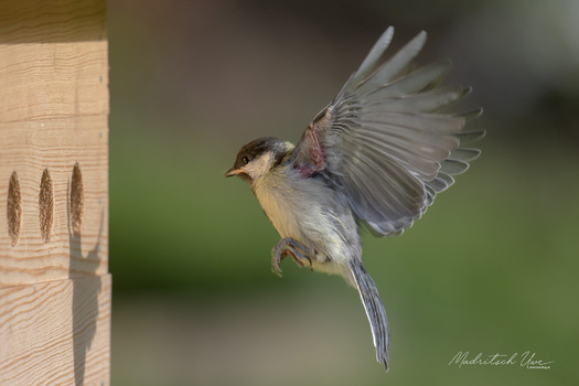 Junge Kohlmeise im Anflug