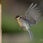 Junge Kohlmeise im Anflug