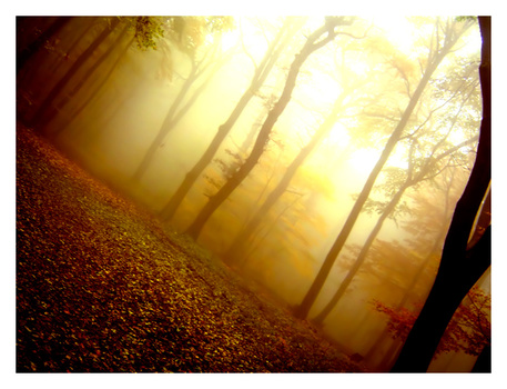 herbstwald