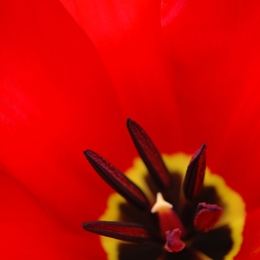 Rot