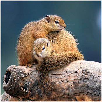 Baumhörnchen..