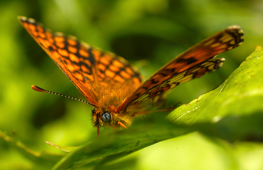 Schmetterling
