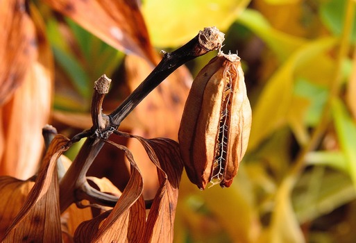 Liliensamen