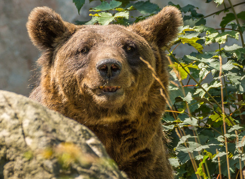 Braunbär