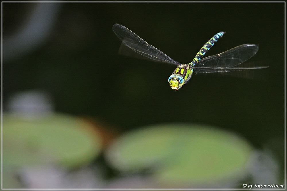Libelle