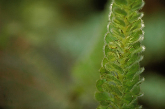 Macro