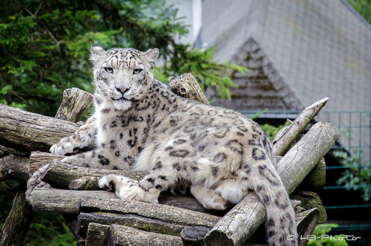 Schneeleopard
