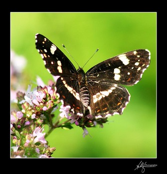 Schmetterling (no na net ...)