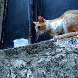Katze