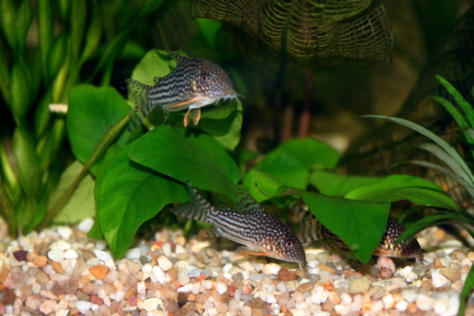 Corydoras Sterbai