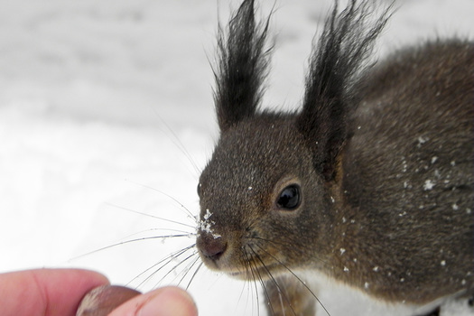 Schneenase