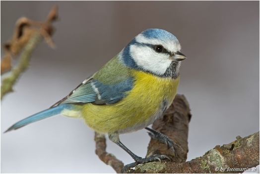 Blaumeise