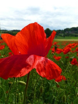 ROTER MOHN