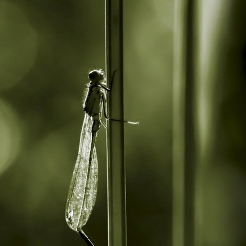 Liebelle2