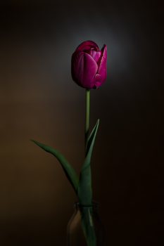 Tulpe