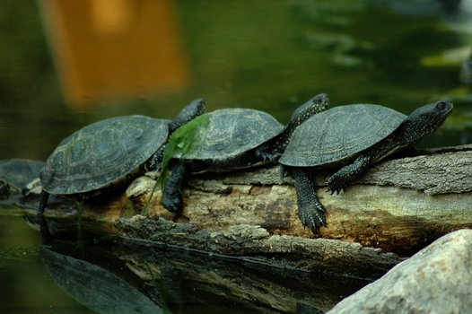 Drei Schildkröten