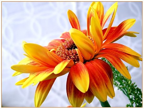 ~ Gerbera ~
