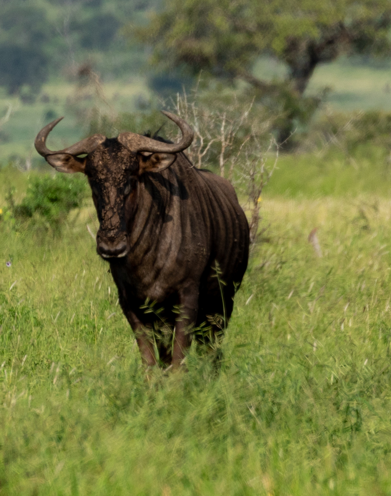 Kruger Park 2020