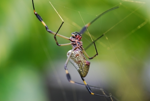 Nephila clavipes