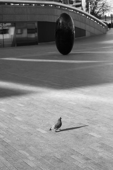 Pigeon and his egg