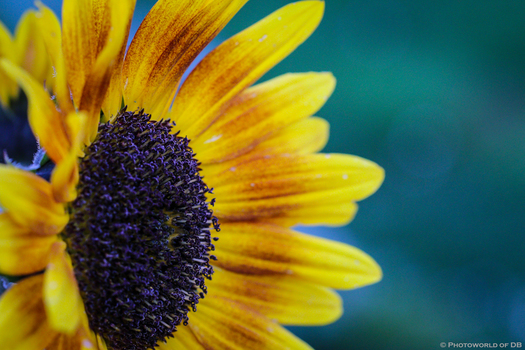 Sonnenblume