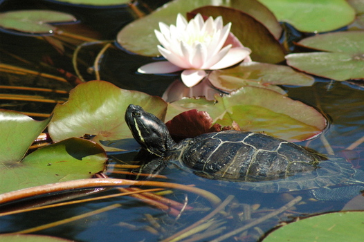 Schildkröte