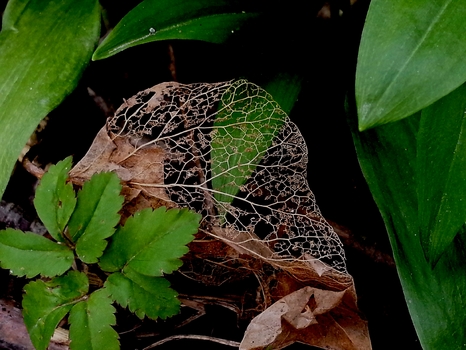 Filigran