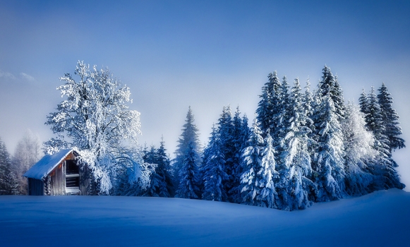 Winter Wonderland