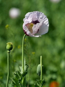 Mohn