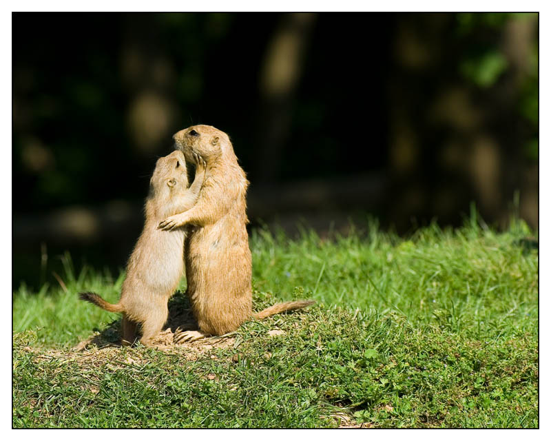Erdmännchenliebe