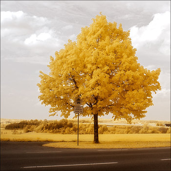 Baum in gelb