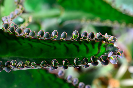 Kalanchoe daigremontiana (Brutblatt)