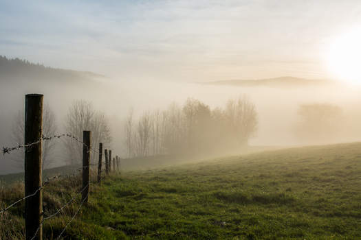 Herbstnebel 2