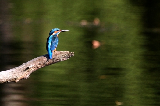 Eisvogel