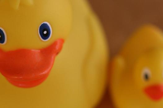 ducks
