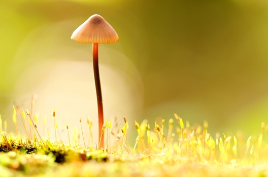Pilz