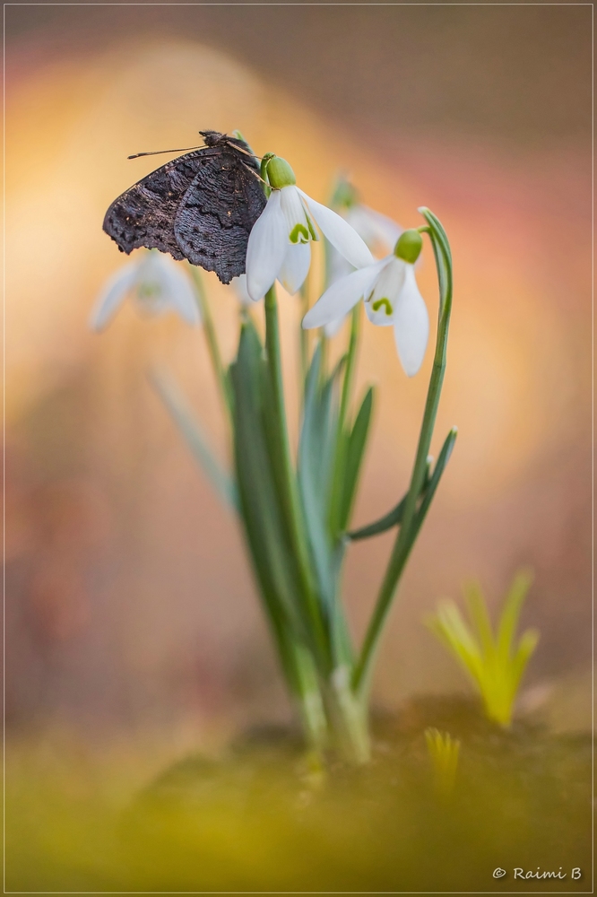 SPRINGTIME