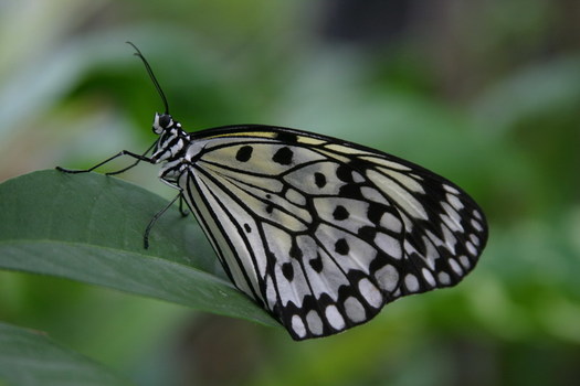 Schmetterling