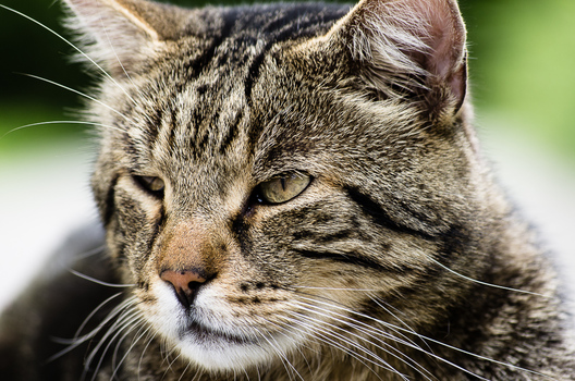 Stubentiger