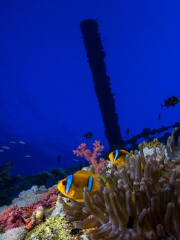 Nemo vor dem Wrack