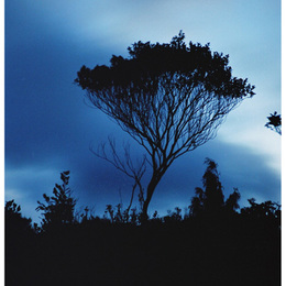 neuseelandbaum