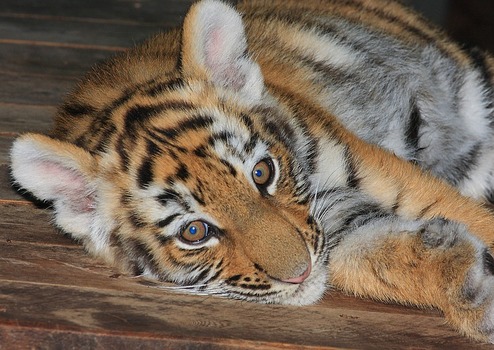 Nachwuchs der Sibirischen Tiger