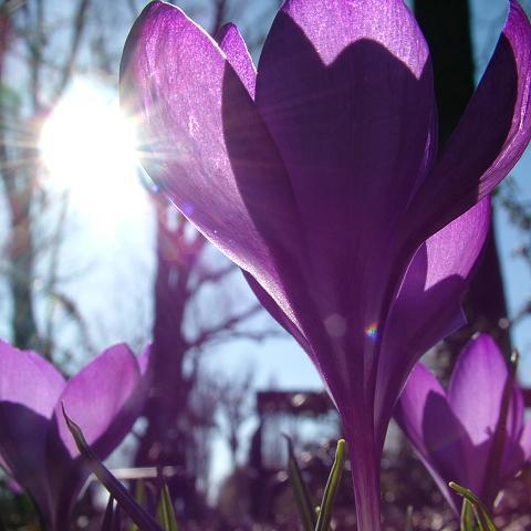 Sunshine